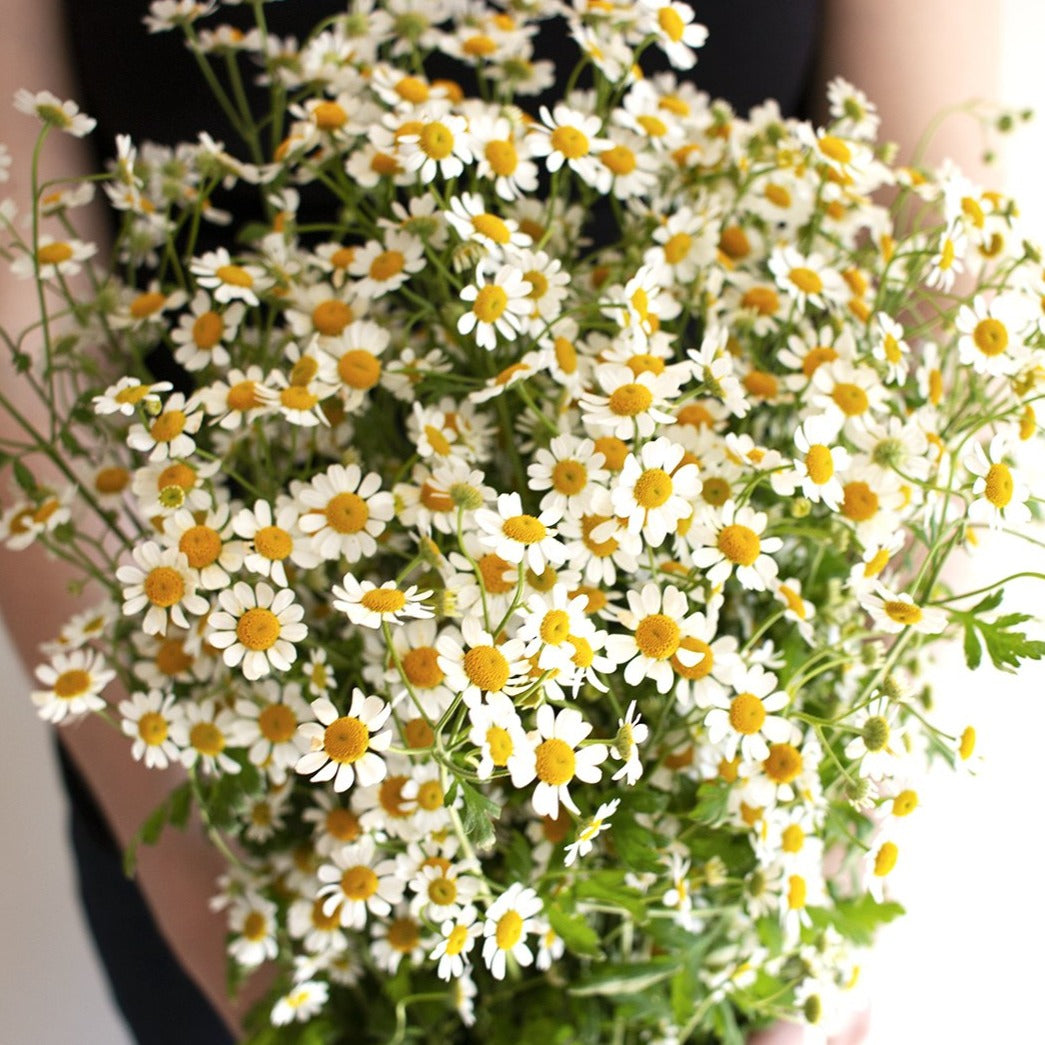 Daisy Type Feverfew Flower