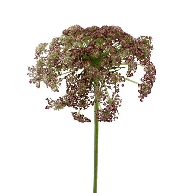 Chocolate Queen Anne's Lace Flower