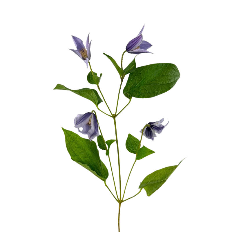 Purple Clematis Flower