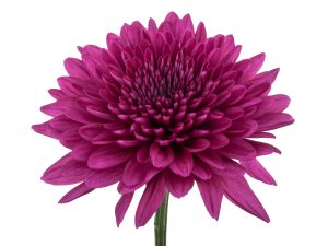 Purple Cremon Mum Flower