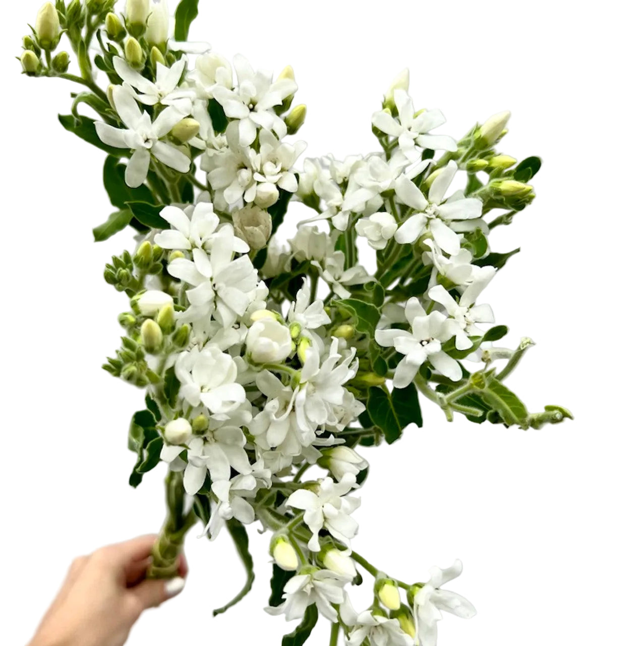 White Tweedia Flower