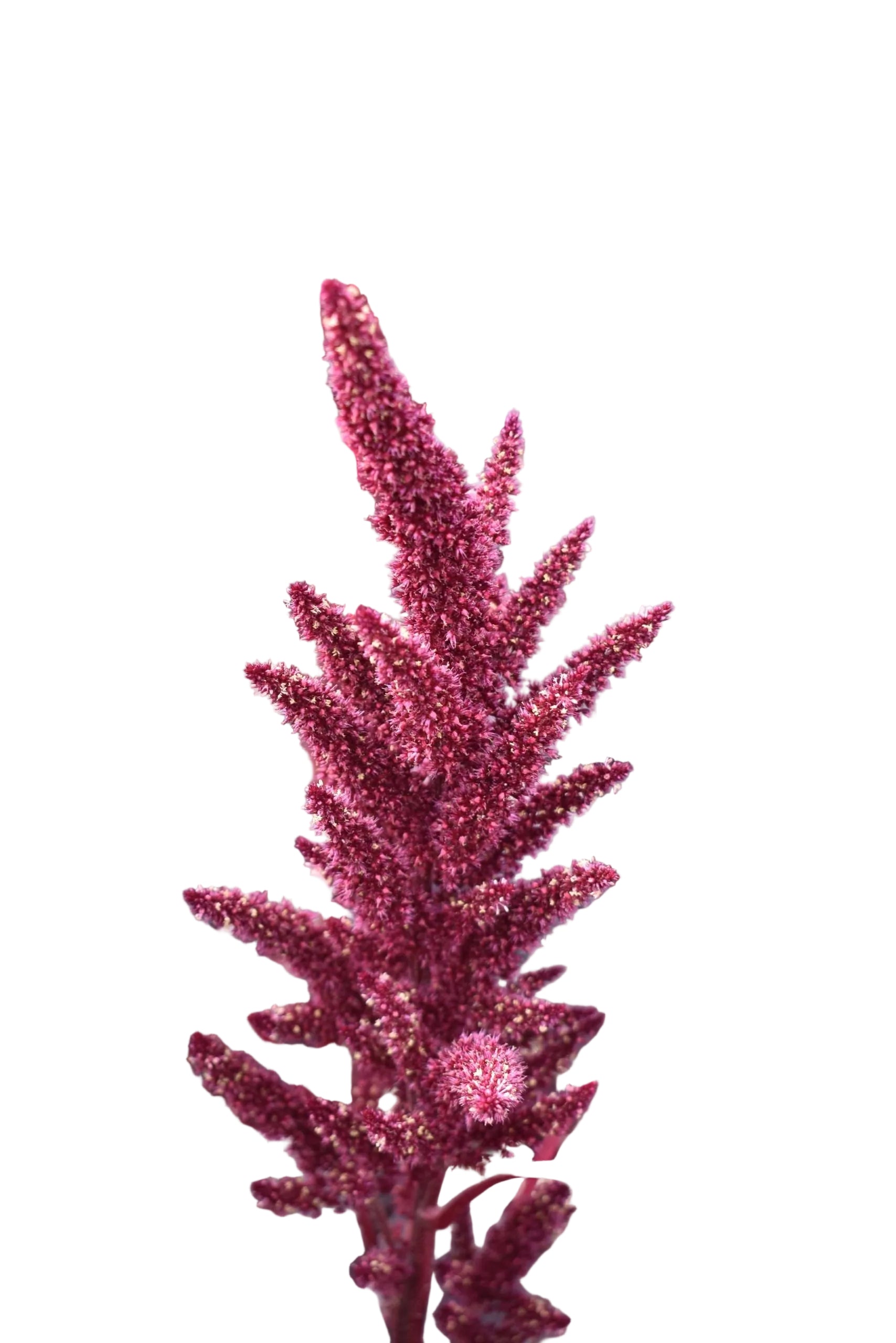 Burgundy Upright Amaranthus Flower