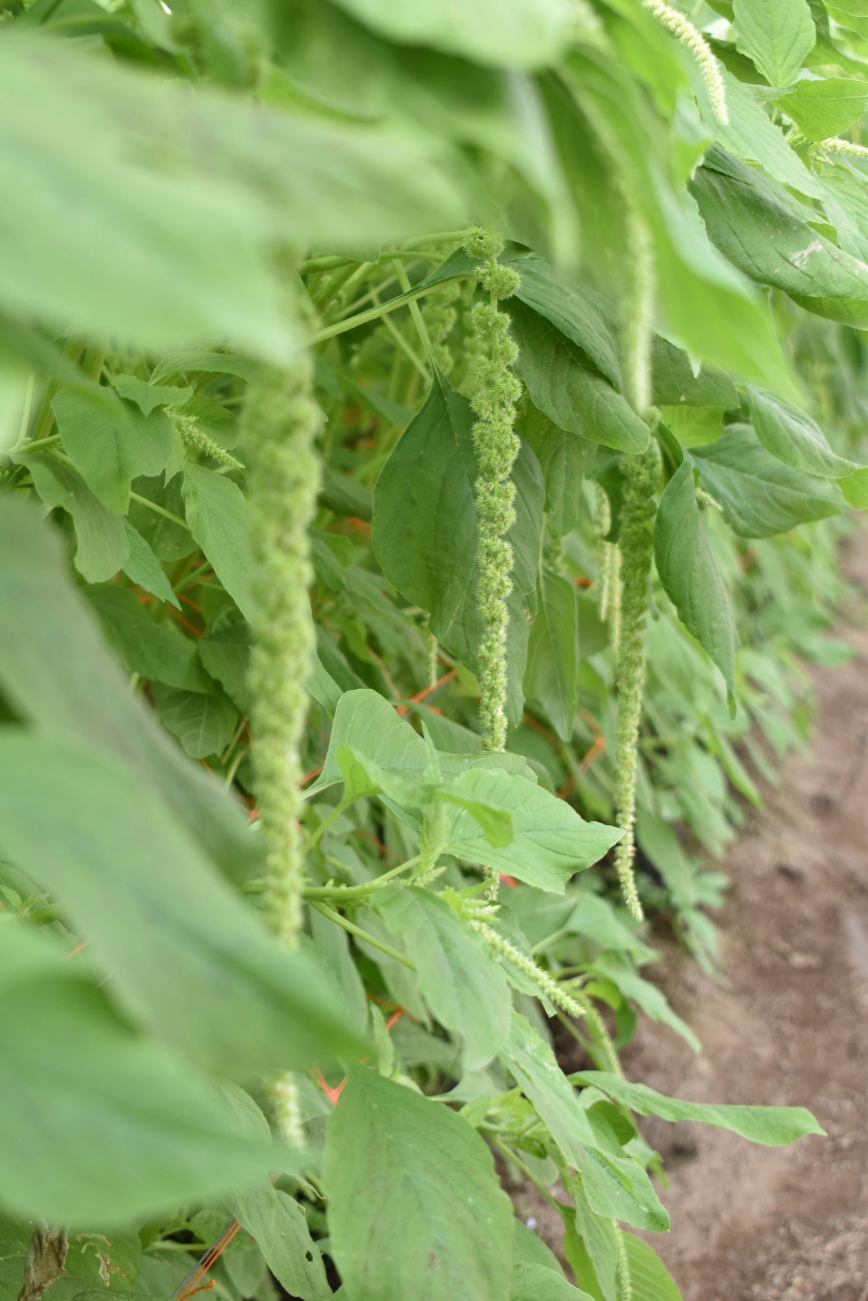 Green Hanging Amaranthus Flower
