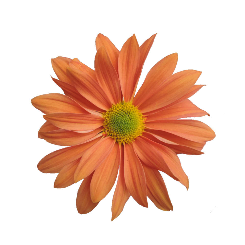 Butterscotch Daisy Pomp Mum Flower