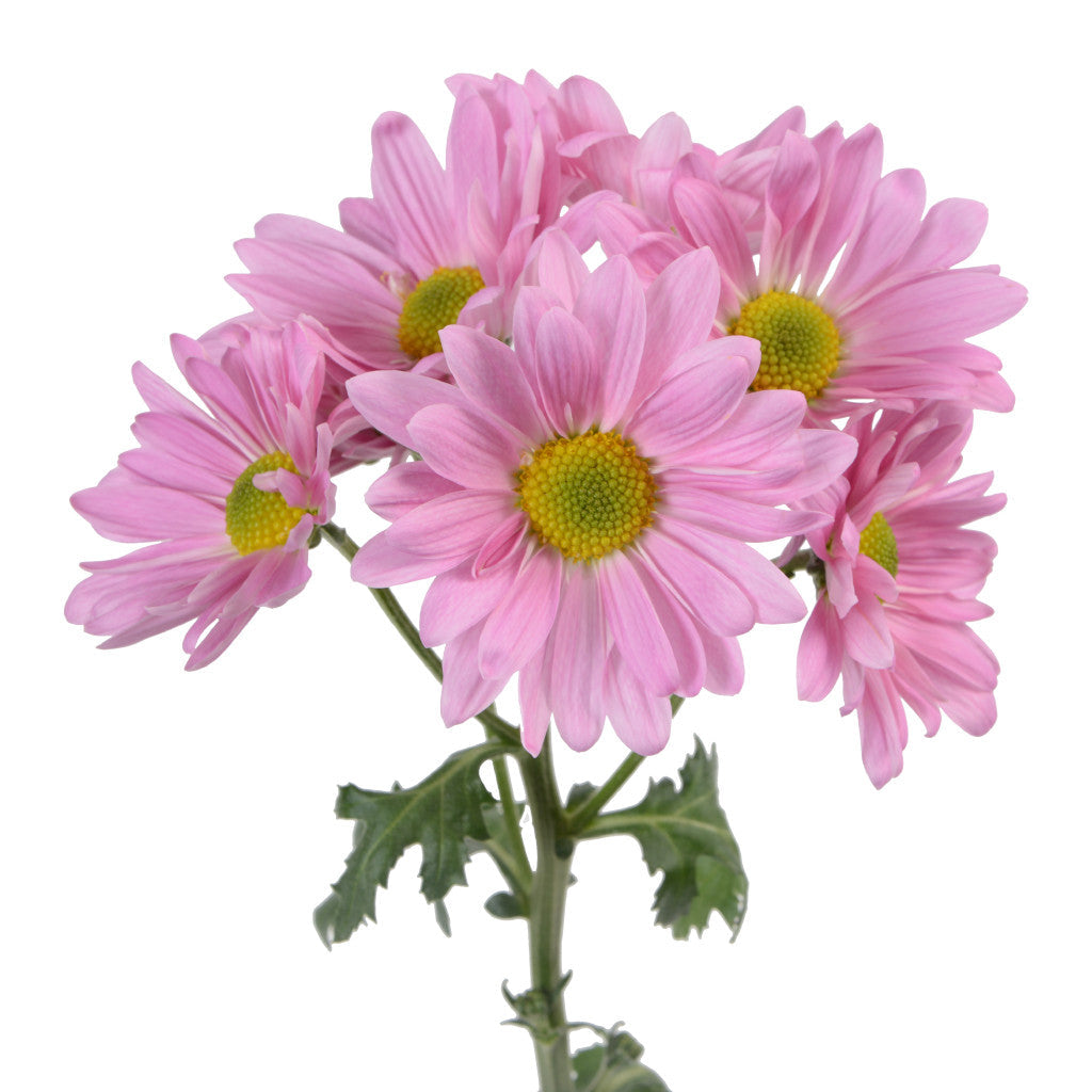 Pink Daisy Pomp Mum Flower