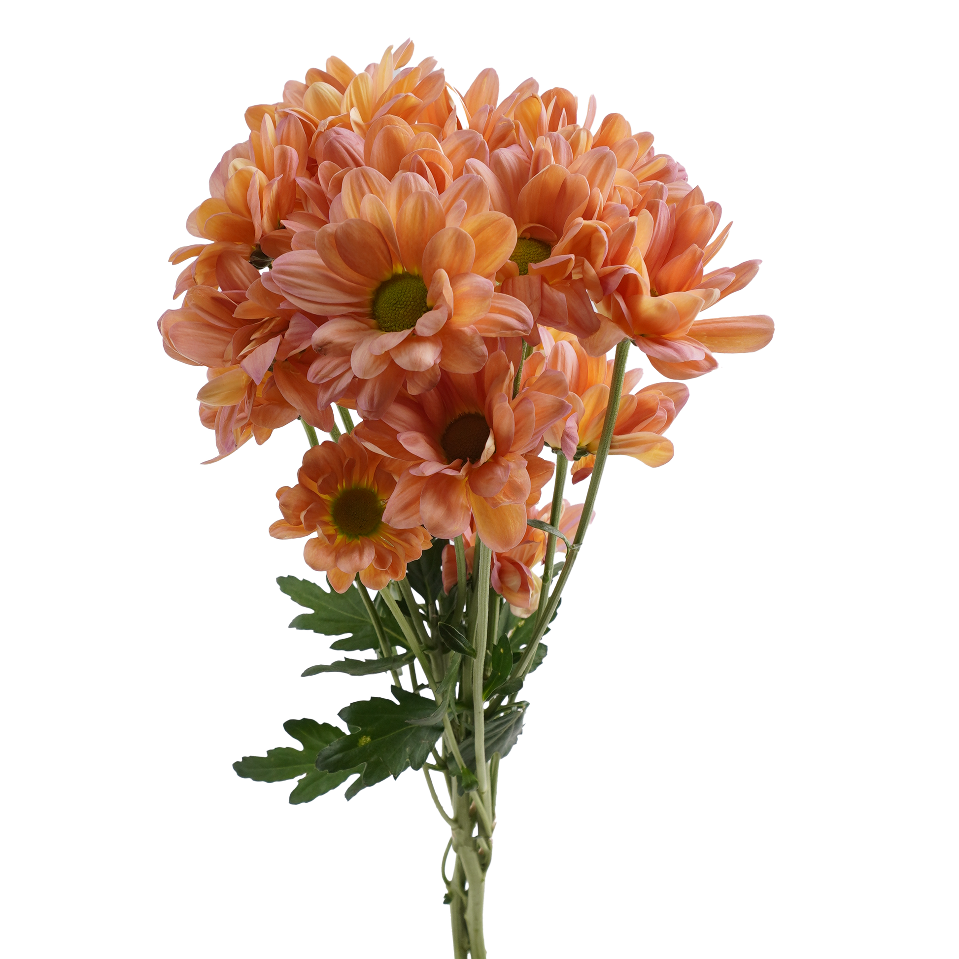 Peach Daisy Pomp Mum Flower