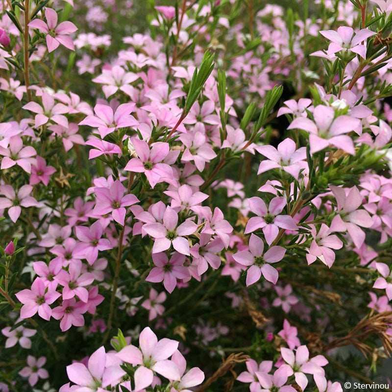 Pink Clematis Flower