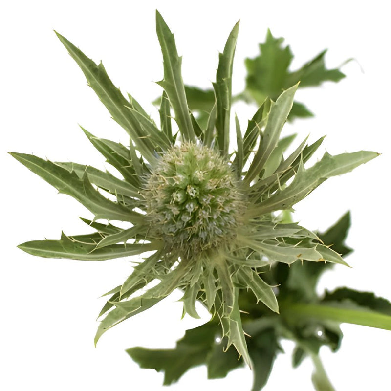 White Thistle Flower