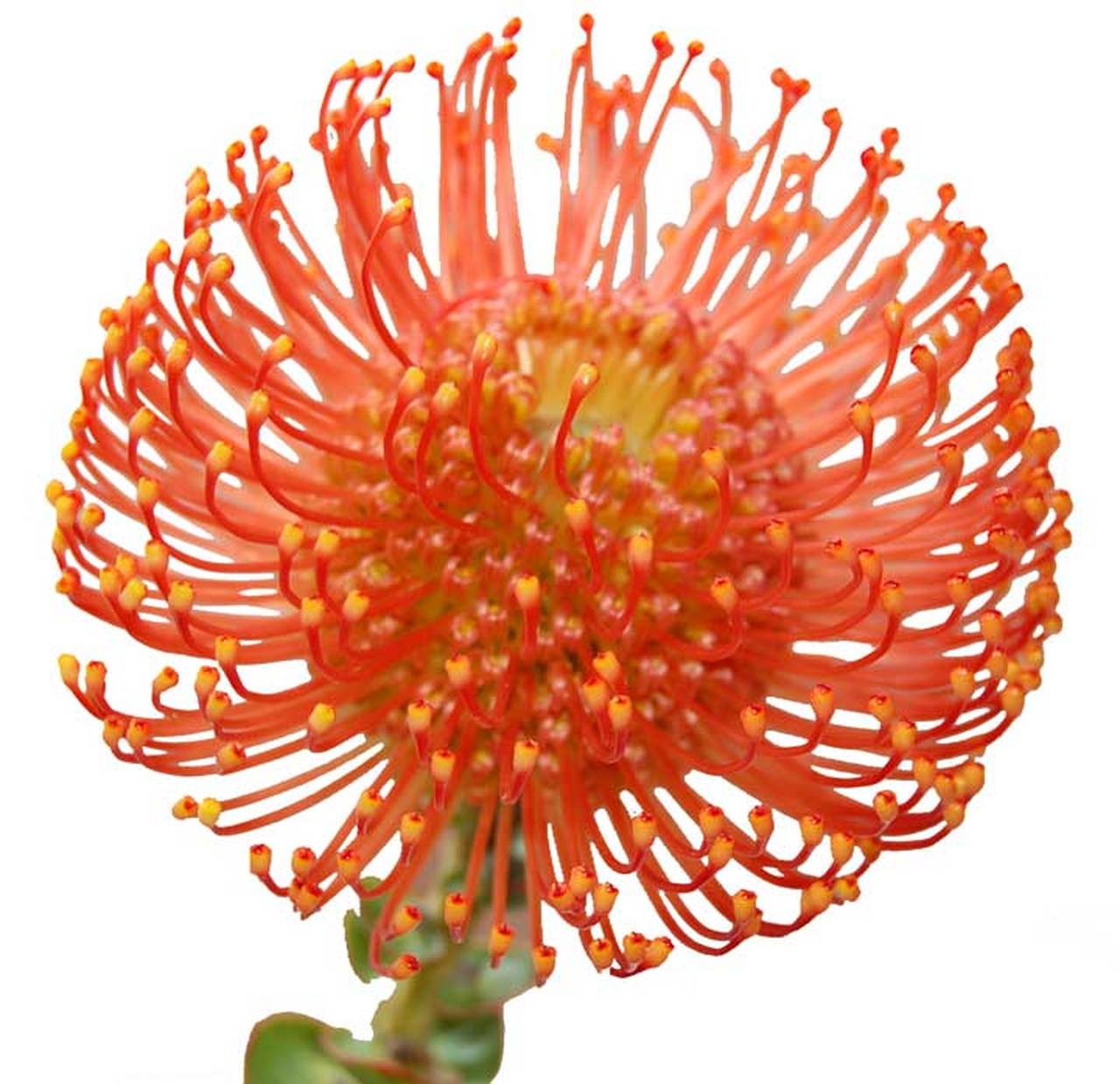 Orange Pincushion Protea Flower