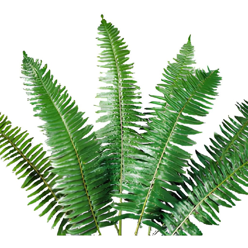 Flat Oregon Fern Greenery