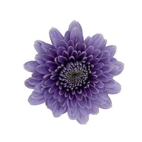 Blue Cushion Jade Pomp Mum Flower