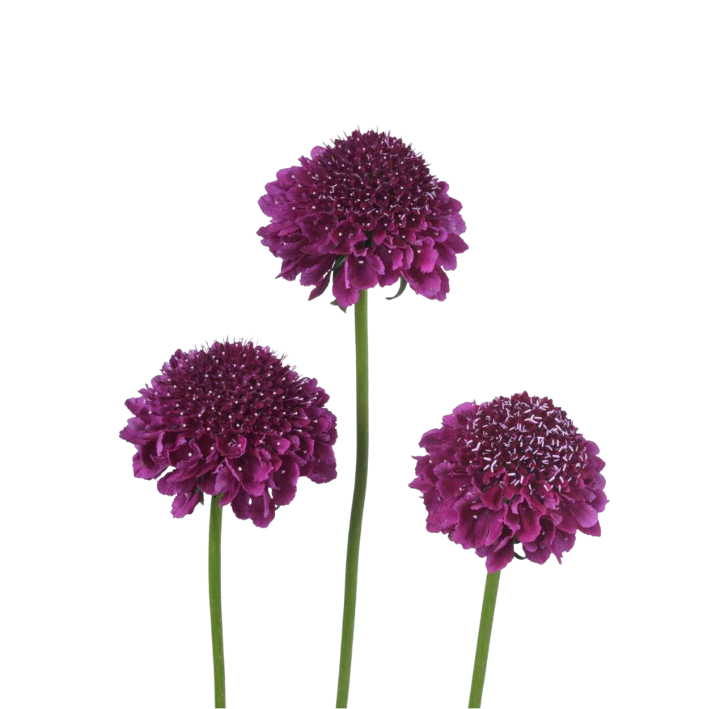 Fuchsia Scabiosa Flower