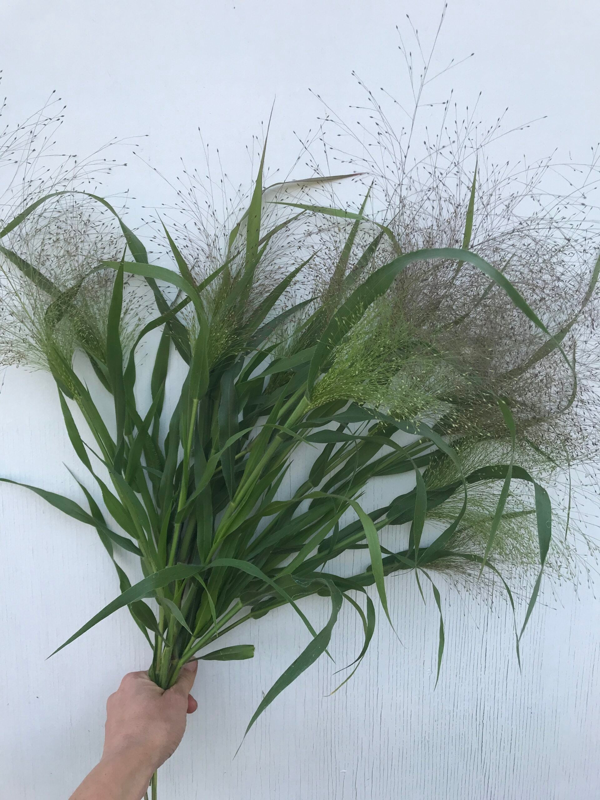 Explosion Grass Greenery