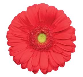 Coral Gerbera Daisy Flower