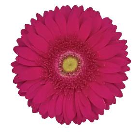 Hot Pink Gerbera Daisy Flower
