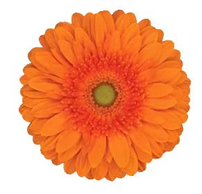 Orange Gerbera Daisy Flower