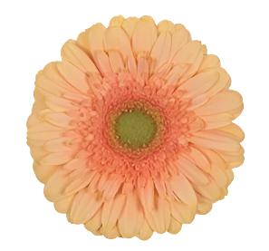 Peach Gerbera Daisy Flower