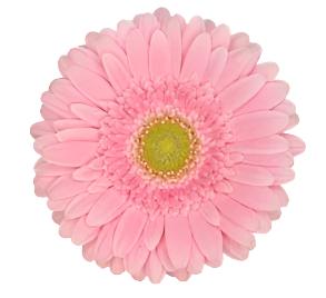 Pink Gerbera Daisy Flower