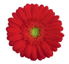 Red Gerbera Daisy Flower