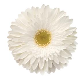 White Gerbera Daisy Flower