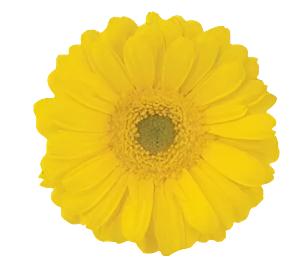 Yellow Gerbera Daisy Flower