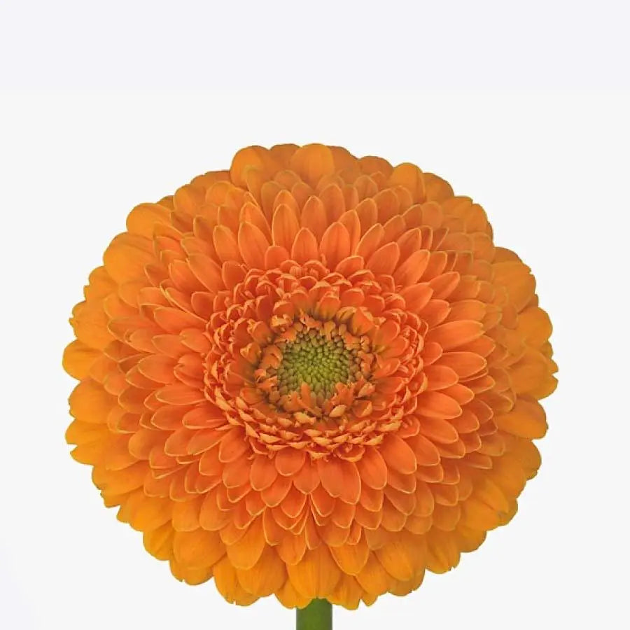 Orange Gerbera Pomponi Daisy Flower