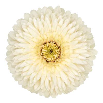 White Gerbera Pomponi Daisy Flower