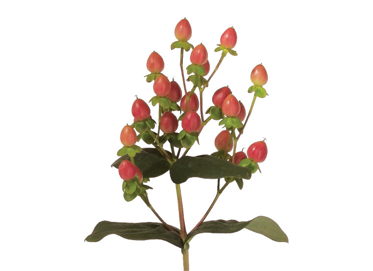 Rust Hypericum Berry