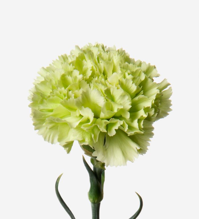 Green Carnation Flower