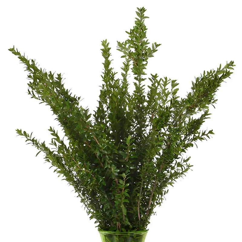 Mini Myrtle Greenery