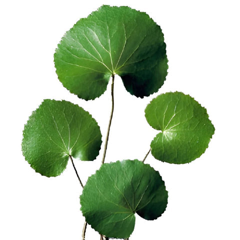 Galax Greenery