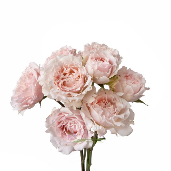 Wedding Rosever Spray Rose