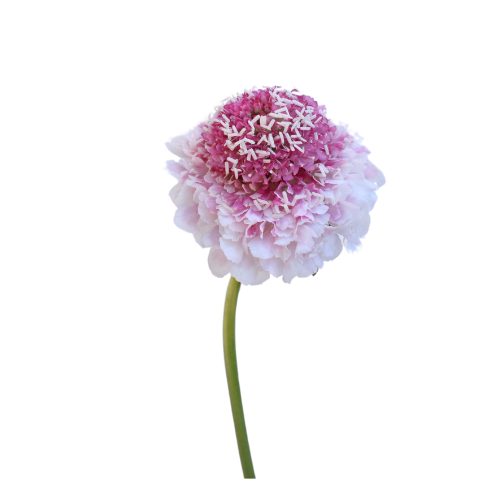 SCABIOSA - PINK