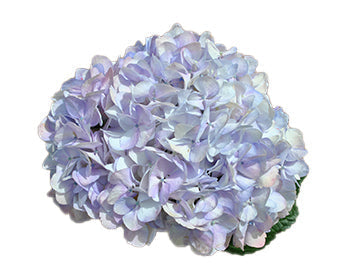 Lavender Hydrangea Flower