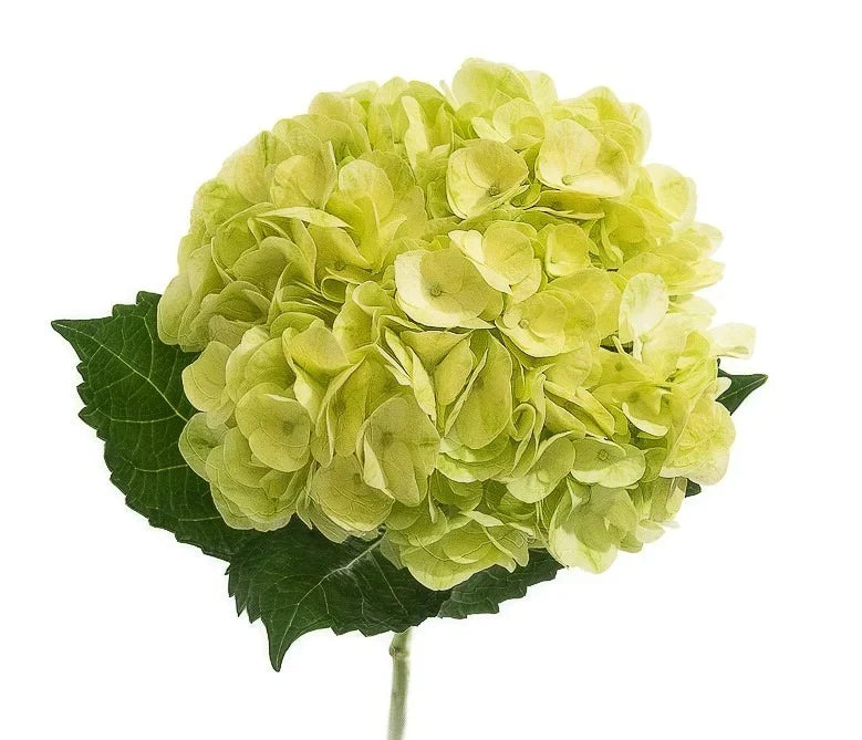 Lemon Green Hydrangea Flower