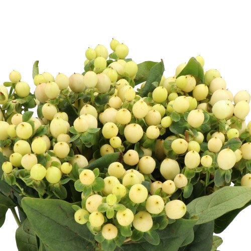 Cream Hypericum Berry