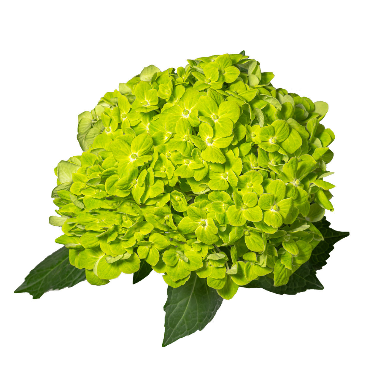 Emerald Green Hydrangea Flower