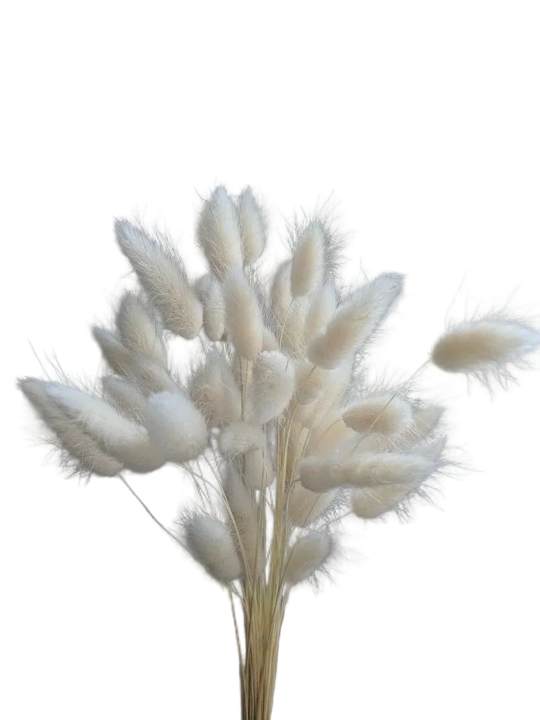 Bleached Bunny Tail Grass