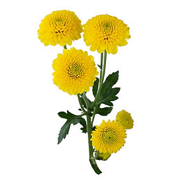 Yellow Button Pomp Mum Flower