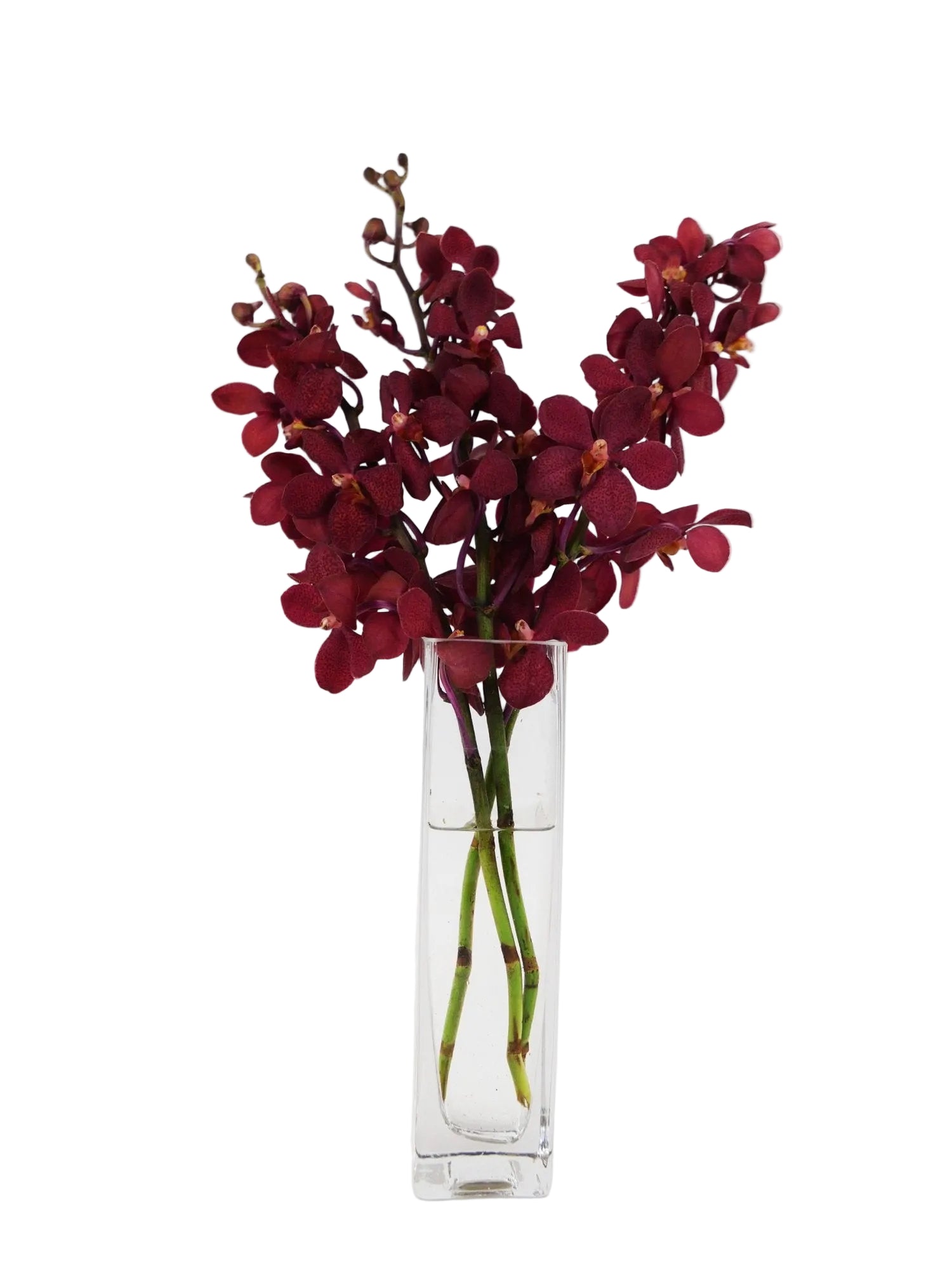 Burgundy Mokara Dendrobium Orchid Flower