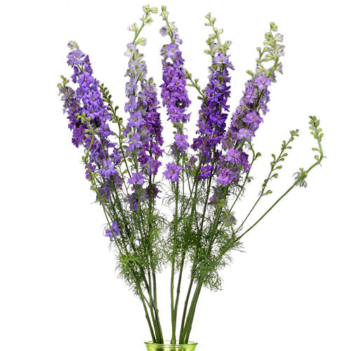 Lavender Larkspur Flower