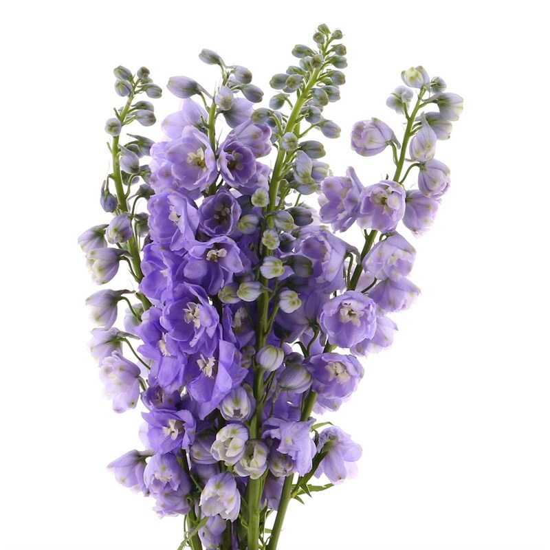 Lavender Delphinium Flower