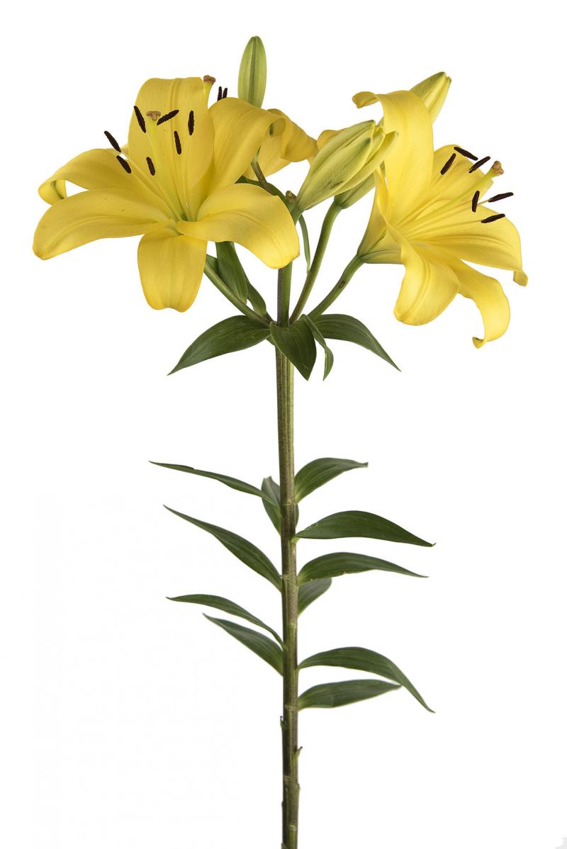 LA Yellow Lily Flower
