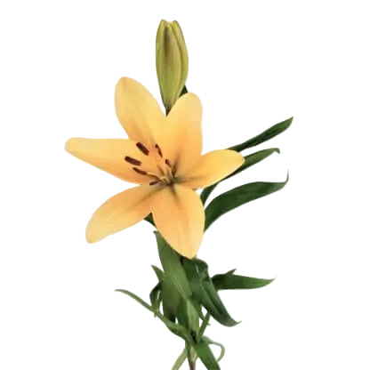 LA Peach Lily Flower