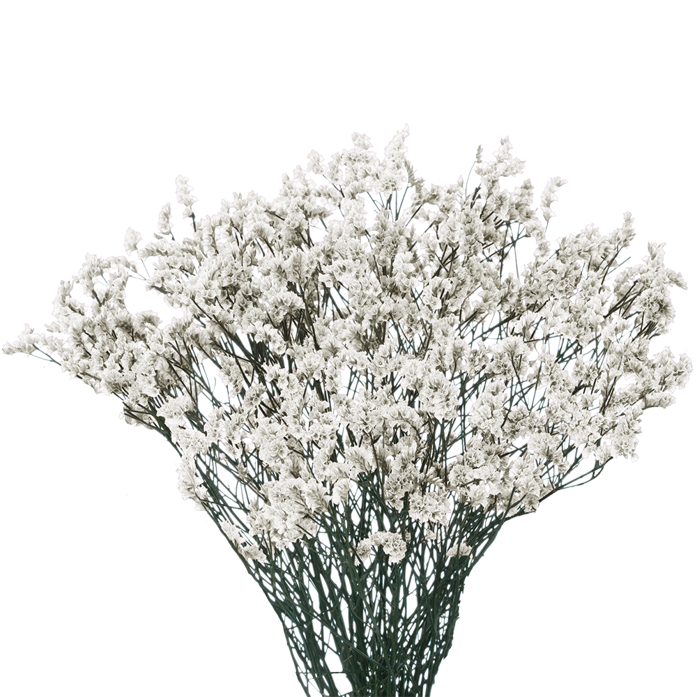 White Limonium Filler Flower