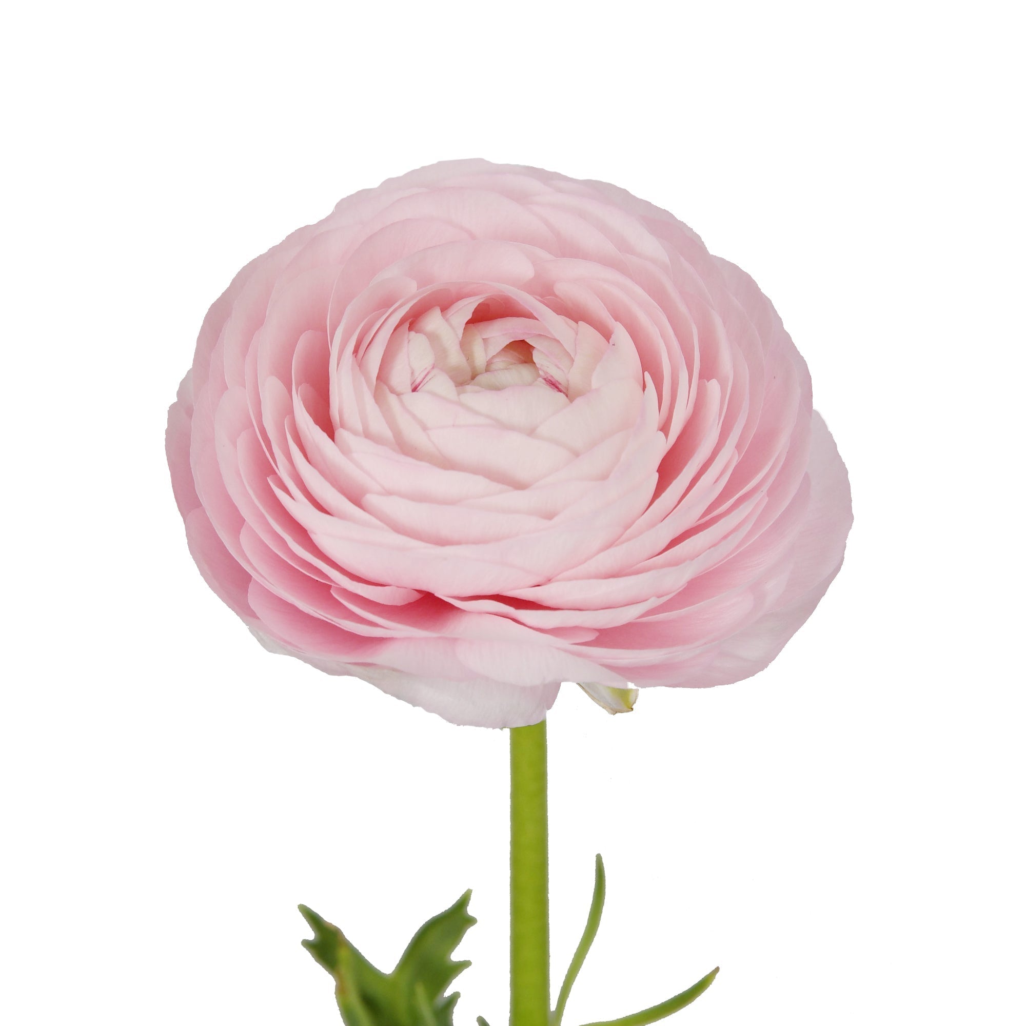 Blush Ranunculus Flower