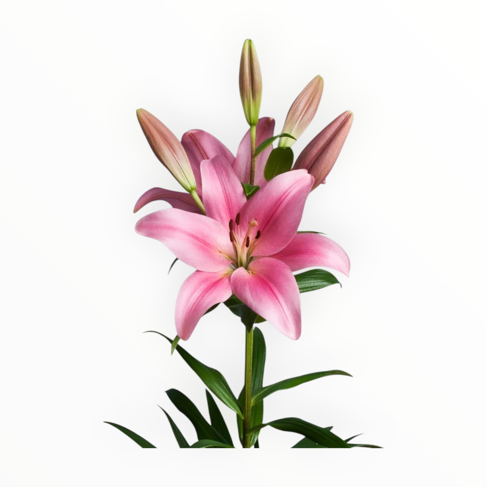 LA Pink Lily Flower