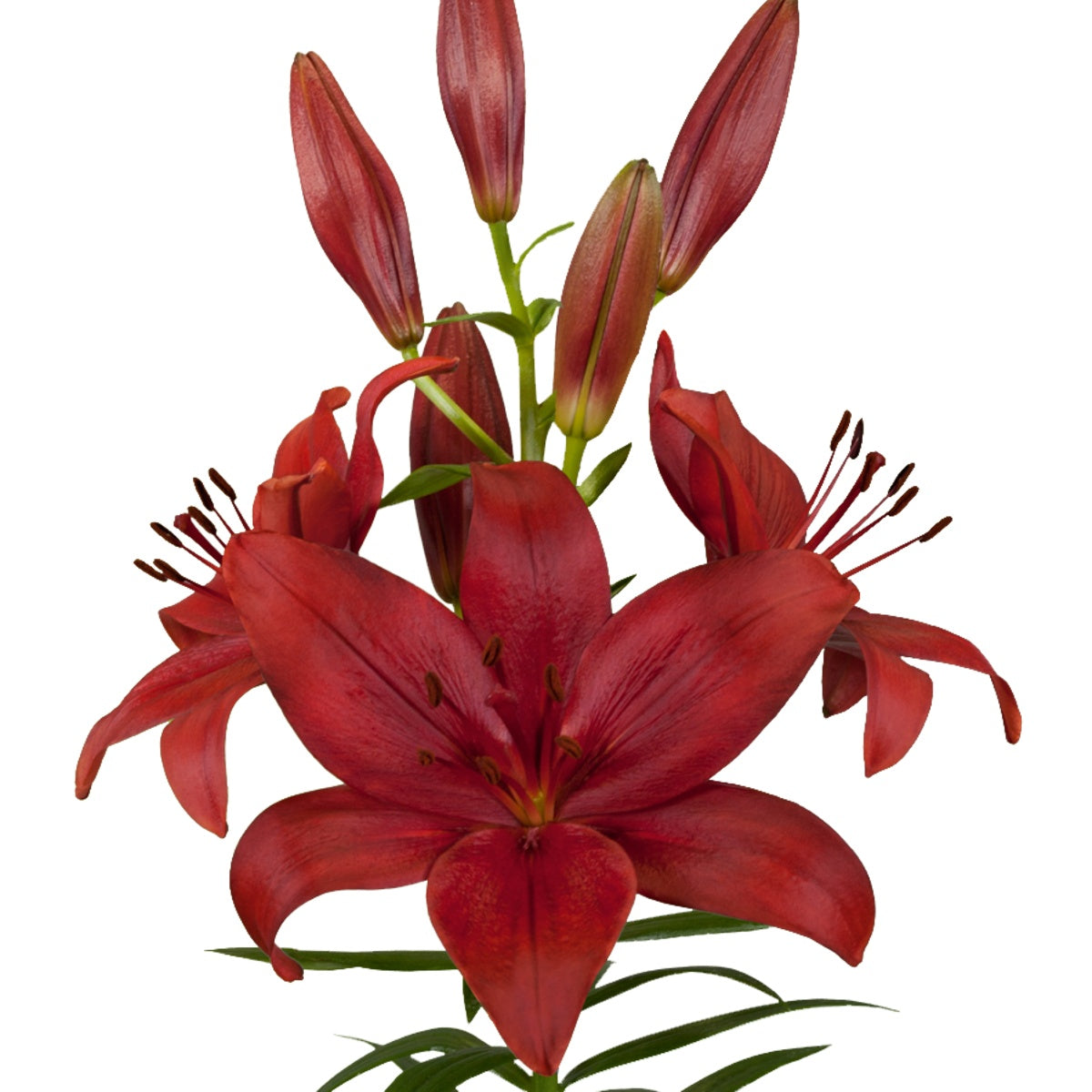 LA Red Lily Flower