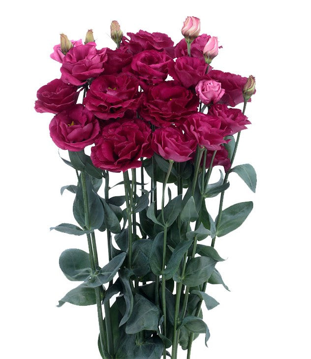 Magenta Lisianthus Flower