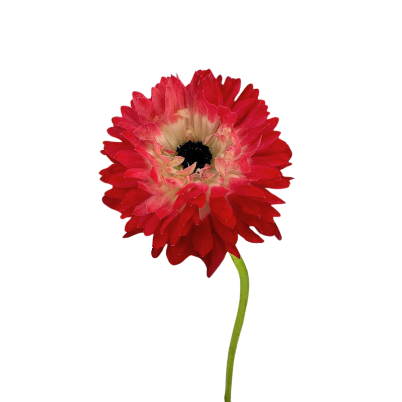 Levante Red Anemone Flower